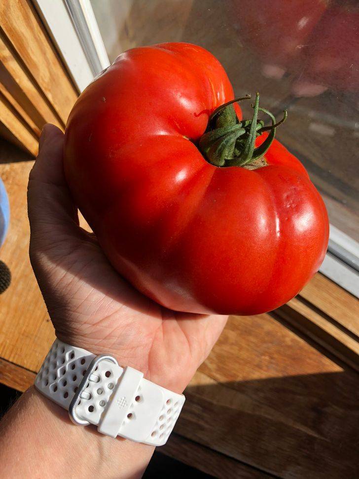 really big tomato