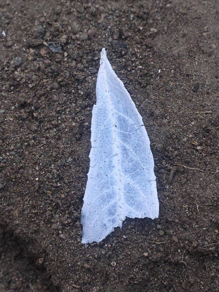 “I live about 20 miles from the bobcat fire in LA and this piece of leaf that burned to ash perfectly kept its shape traveling that whole way to land in my yard.”