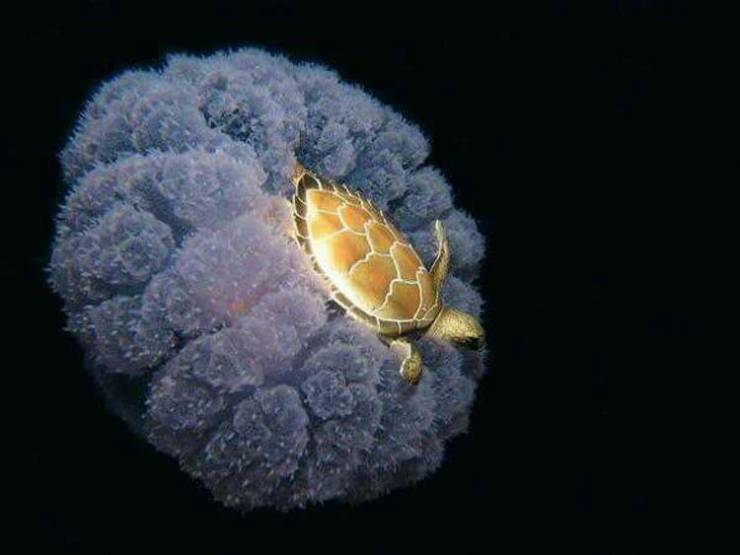 jellyfish cute real