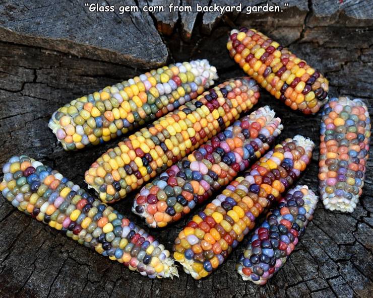 corn on the cob - "Glass gem corn from backyard garden."