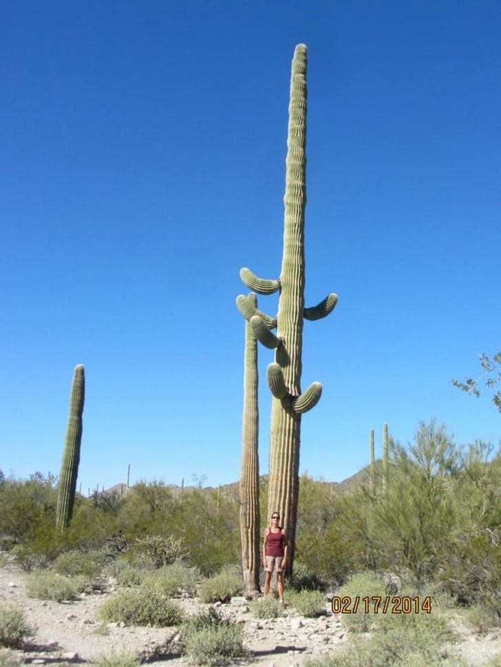 45 foot cactus - | | 02072014
