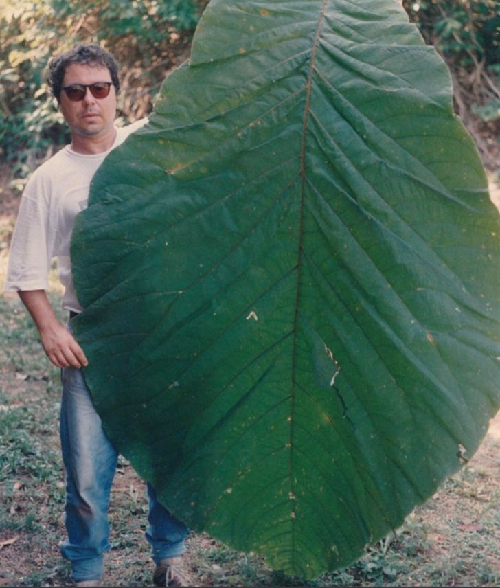 coccoloba gigantifolia