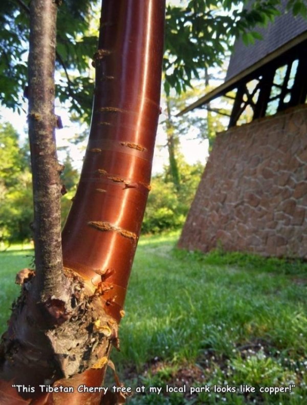 tree - "This Tibetan Cherry tree at my local park looks copper!"