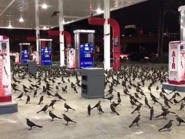 grackles parking lot - R Mairs Mere A 1 Synergy Air