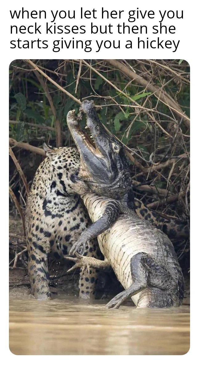 giant caiman - when you let her give you neck kisses but then she starts giving you a hickey