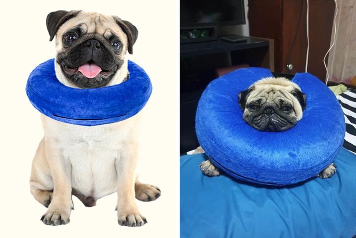 inflatable dog collar