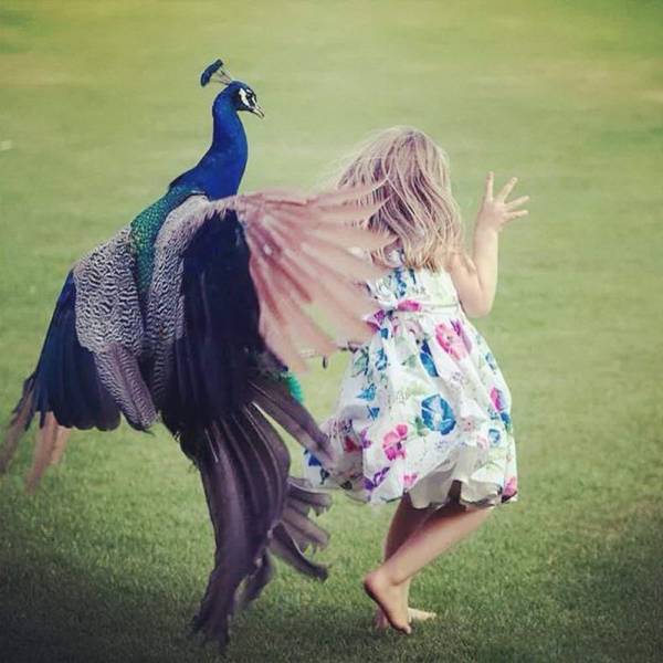 funny peacock