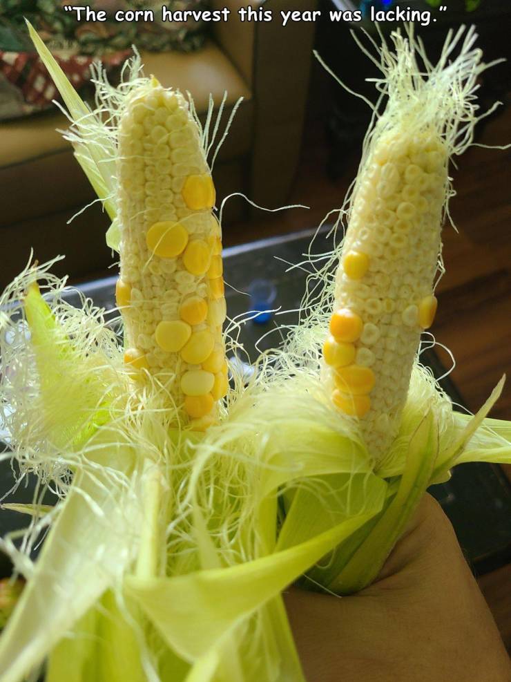 corn on the cob - "The corn harvest this year was lacking."