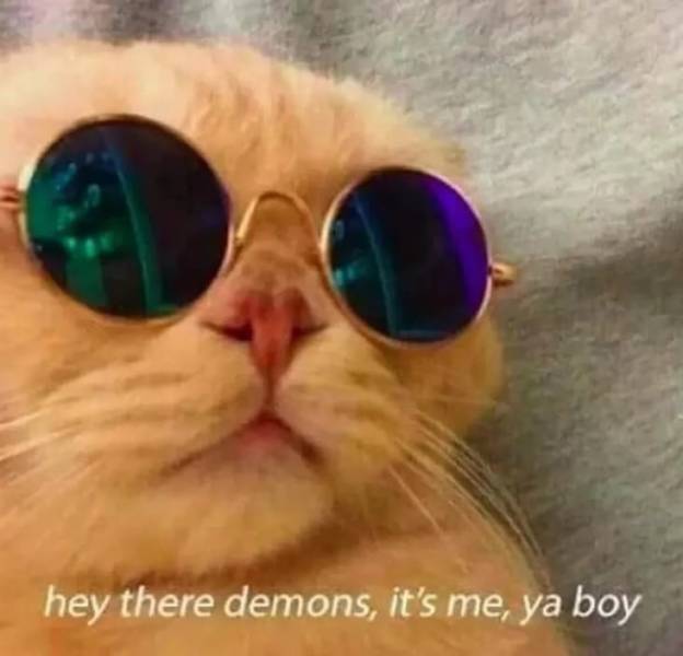cat chilling with sunglasses - hey there demons, it's me, ya boy
