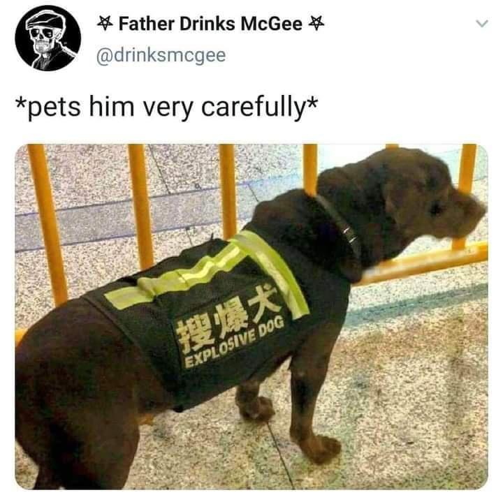 pets him very carefully Explosive Dog