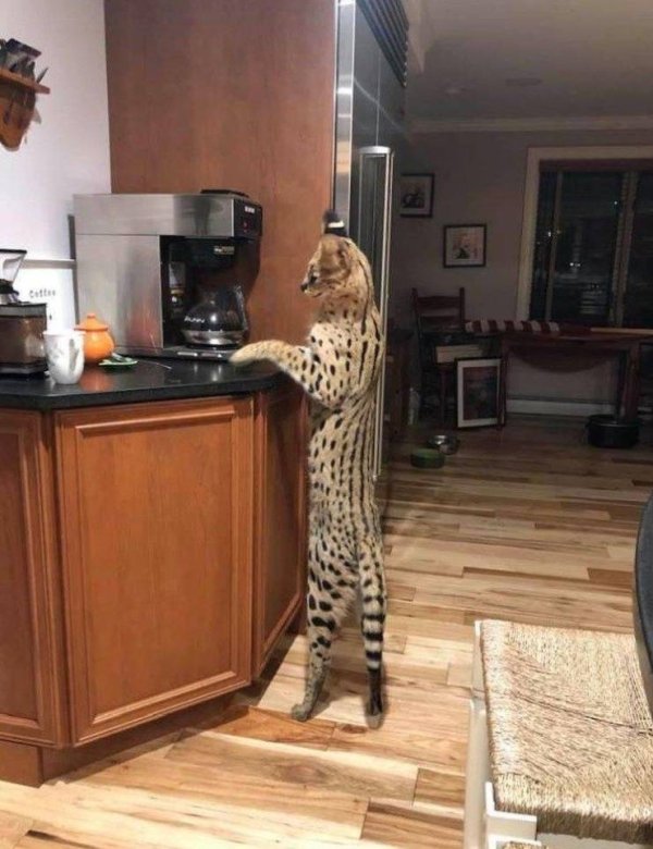 Serval giant cat at home