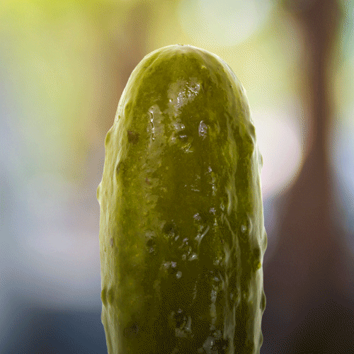 pickle gif