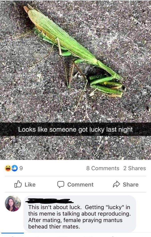 fauna - Looks someone got lucky last night 10 9 8 2 Comment This isn't about luck. Getting "lucky" in this meme is talking about reproducing. After mating, female praying mantus behead thier mates.