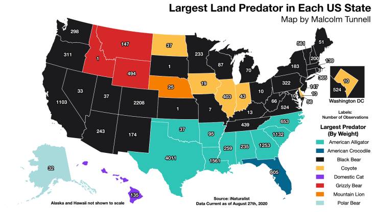 john f. kennedy library - Largest Land Predator in Each Us State Map by Malcolm Tunnell 298 147 51 551 37 311 233 200 139 87 183 70 494 322 25 33 10 37 403 43 1103 2208 66 7 524 13 653 439 243 37 174 95 1132 865 10 147 524 10 56 Washington Dc Labels Numbe