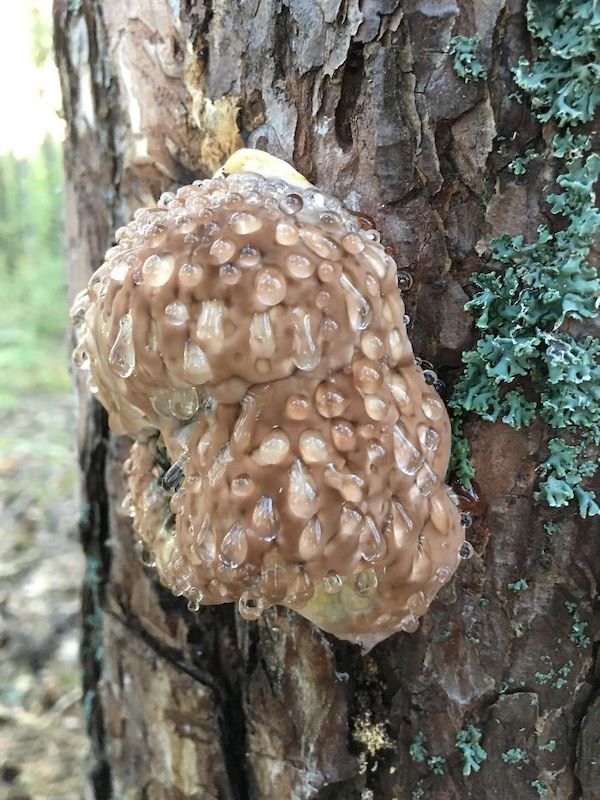 medicinal mushroom