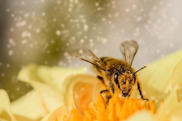 high resolution bee