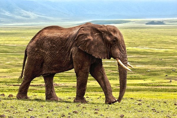 elephant large