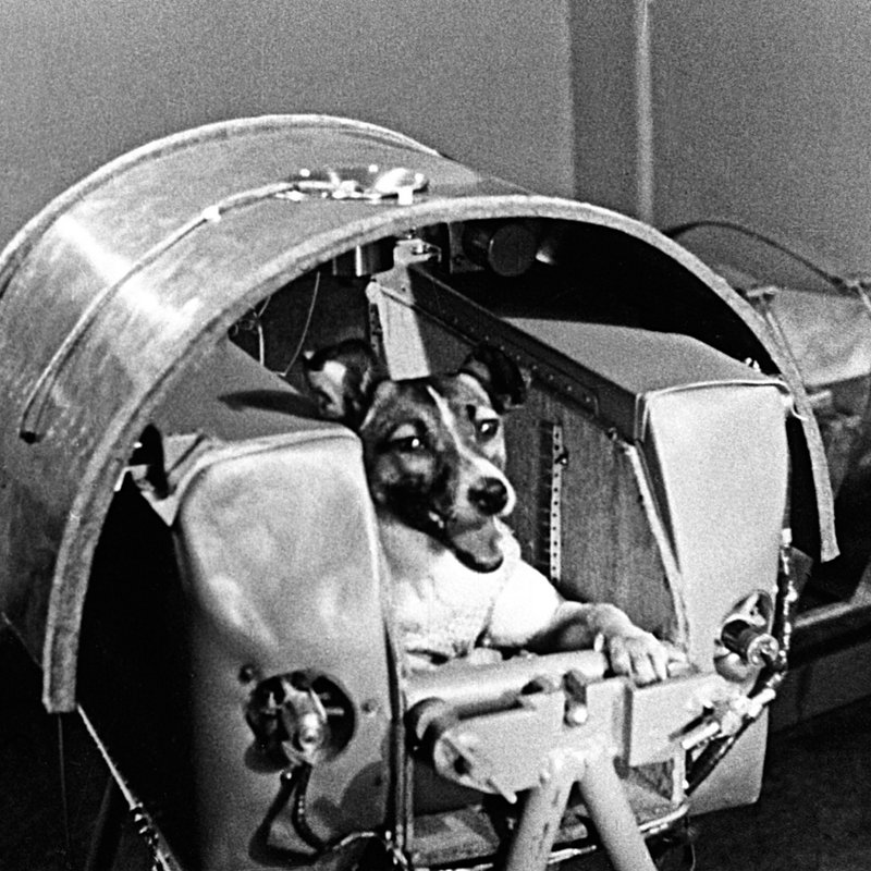 The first dog in space, Laika, died from panic and heat exhaustion seven hours after launch