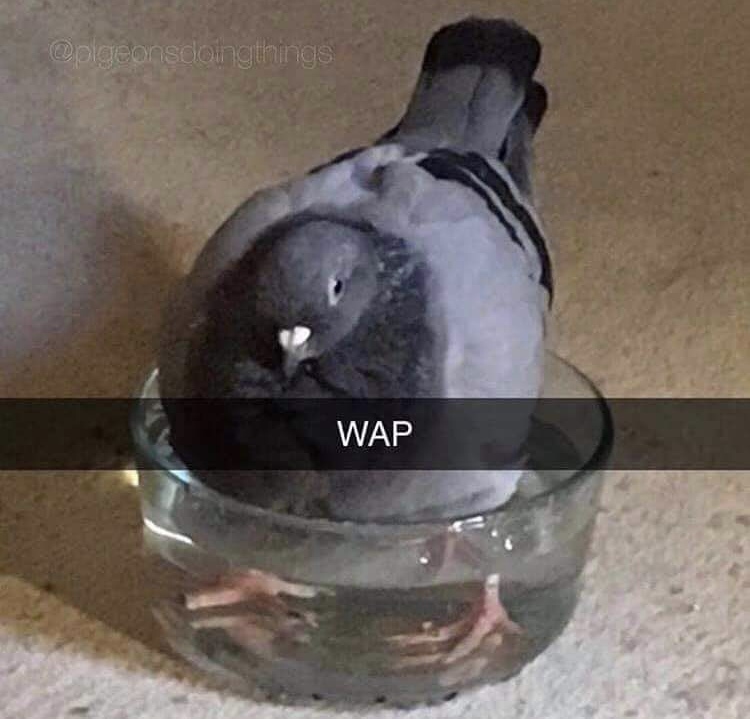 wet ass pigeon - pigeonscoing things Wap