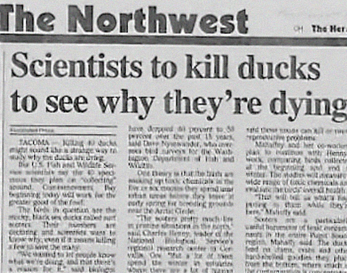 Scientists to kill ducks to see why they're dying