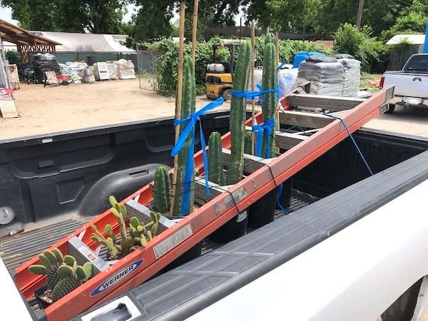 Use a ladder when hauling tall plants