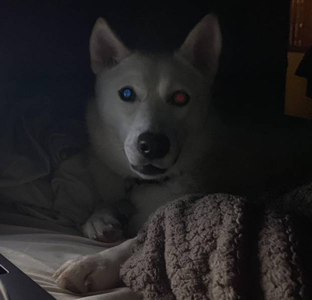 “My dog has heterochromia - her blue eye reflects red and her brown eye reflects blue.”