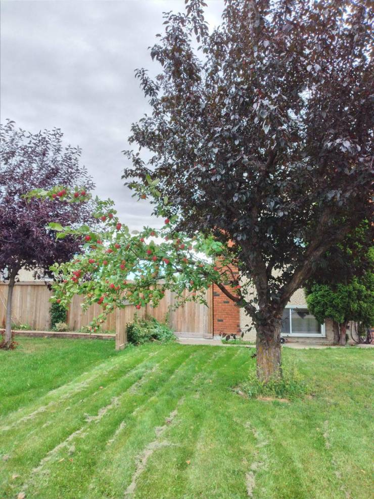 “This tree in my neighbourhood that has 1 branch of an apple tree and the rest is a normal tree.”