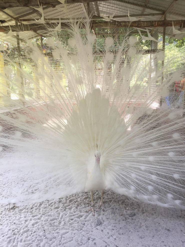 “This albino peacock I saw in Malaysia.”