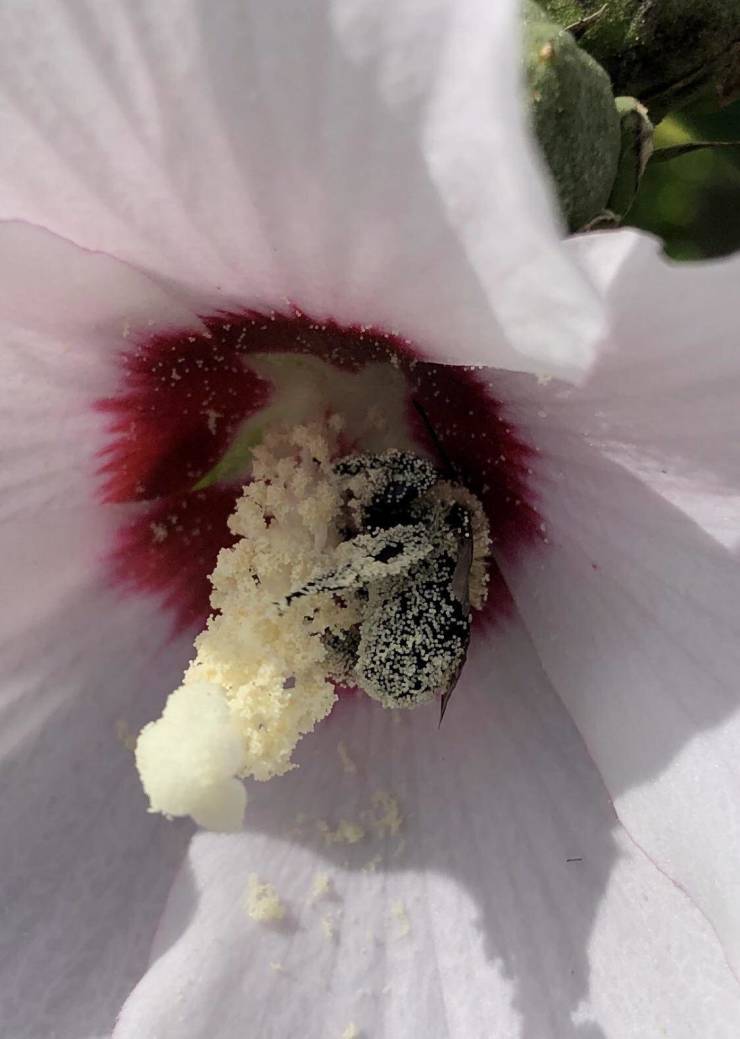 “This bee covered in pollen.”