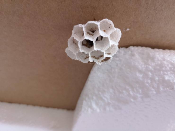 “An hornet made its nest out of styrofoam.”