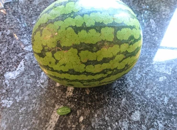 “This cucumber my girlfriend grew in her garden that looks like a tiny watermelon. Watermelon for scale.”