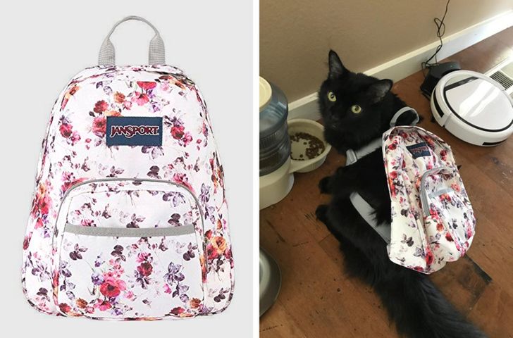 “My wife ordered a backpack from Amazon to use as a carry-on — cat for scale.”