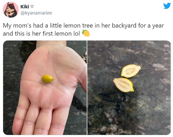 When life gives you lemons, but small ones