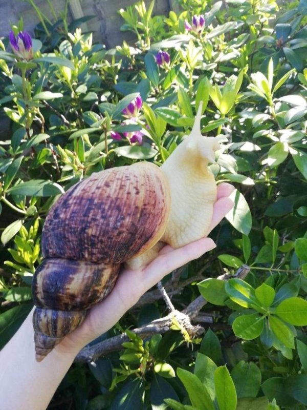 chunky snail