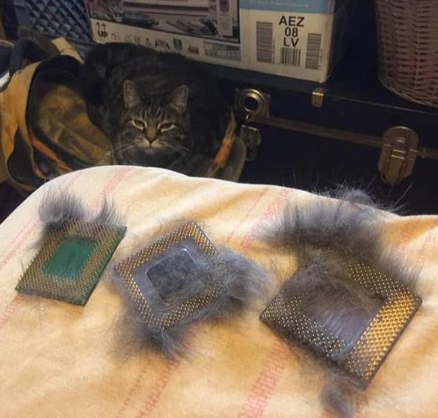 "Looks like some one rubbed himself in the old cpu"