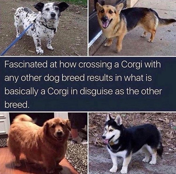 corgi crossing - Fascinated at how crossing a Corgi with any other dog breed results in what is basically a Corgi in disguise as the other breed.