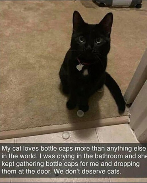 my cat love bottle cap - My cat loves bottle caps more than anything else in the world. I was crying in the bathroom and she kept gathering bottle caps for me and dropping them at the door. We don't deserve cats.