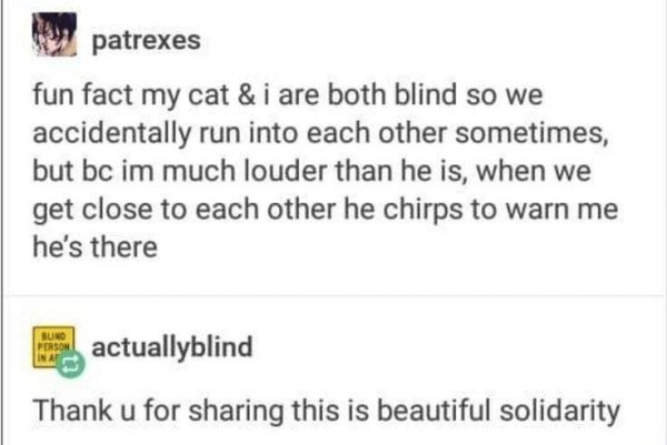 paper - patrexes fun fact my cat & i are both blind so we accidentally run into each other sometimes, but bc im much louder than he is, when we get close to each other he chirps to warn me he's there Suno Person actuallyblind Thank u for sharing this is b