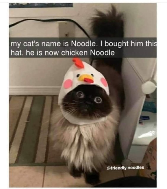 cat - my cat's name is Noodle. I bought him this hat he is now chicken Noodle .noodles