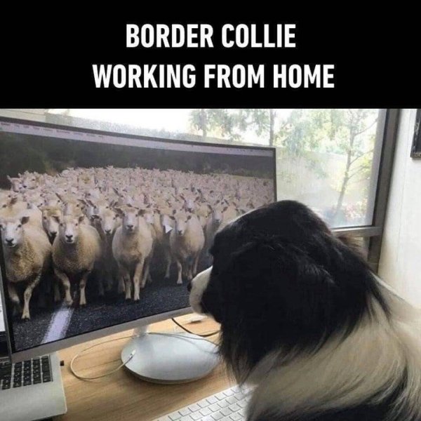 border collie working from home - Border Collie Working From Home