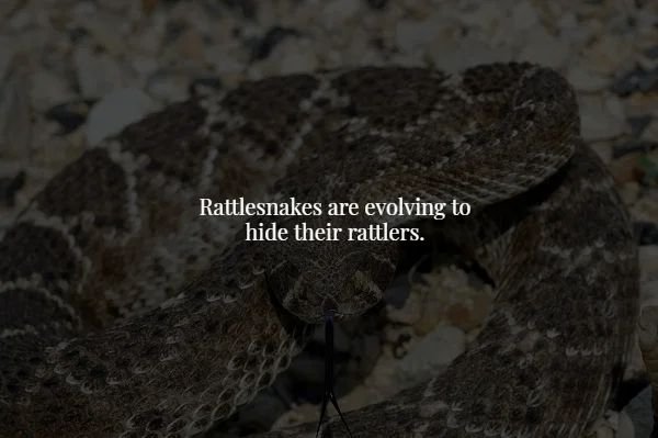 arkansas baby snakes - Rattlesnakes are evolving to hide their rattlers.