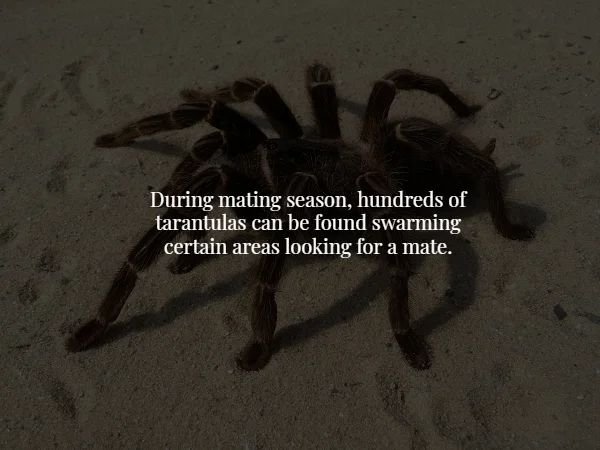 During mating season, hundreds of tarantulas can be found swarming certain areas looking for a mate.