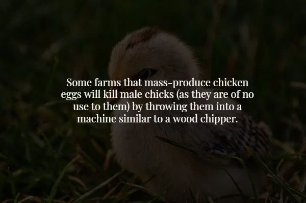 fauna - Some farms that massproduce chicken eggs will kill male chicks as they are of no use to them by throwing them into a machine similar to a wood chipper.