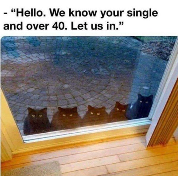 hello we know you are single and over 40 let us in - "Hello. We know your single and over 40. Let us in."