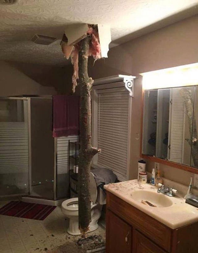 tree in bathroom