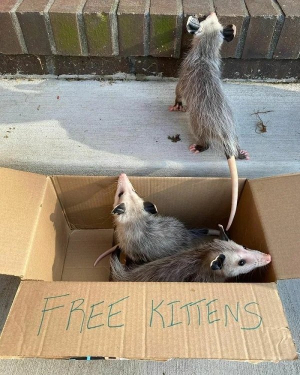 Free Kittens opossums