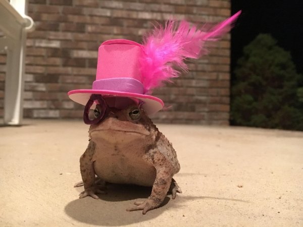 toad with a pink hat