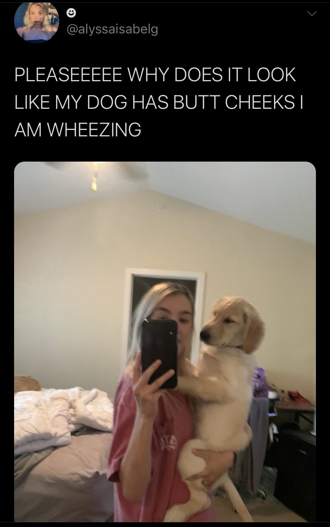 photo caption - Pleaseeeee Why Does It Look My Dog Has Butt Cheeks I Am Wheezing