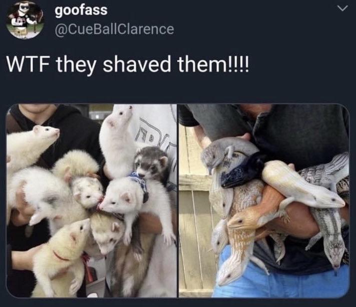 shaved ferret meme - Ge goofass Wtf they shaved them!!!! tu