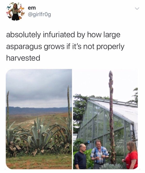 giant asparagus - em absolutely infuriated by how large asparagus grows if it's not properly harvested